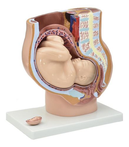 Modelo Gigante Embarazo Ginecologia  Enfermería Practicas