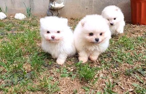 Cachorros Pomerania Cara De Oso Cada Uno A 1200