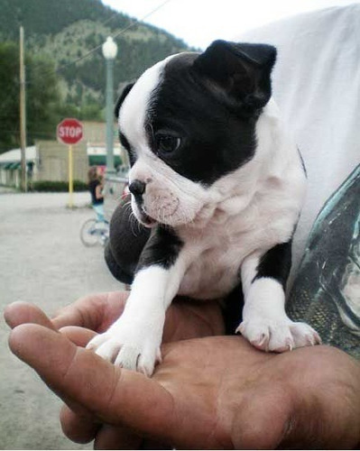 Cachorro Boston Terrier Puppy Boston Perrito Puppy Dogs