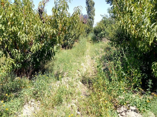 Imagen 23 de 25 de Venta De Finca 14 Ha En Producción - San Rafael Mendoza