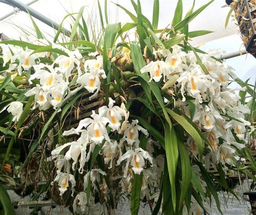 Orquídea Coelogyne Cristata | Parcelamento sem juros