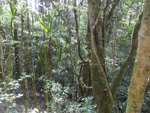 Imagem 3 de 11 de Terreno Lote Para Venda Em Centro Mandirituba-pr - 5702