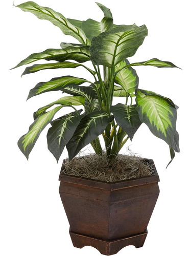 6592 05 Dieffenbachia Dorada Jarrón De Madera Planta D...