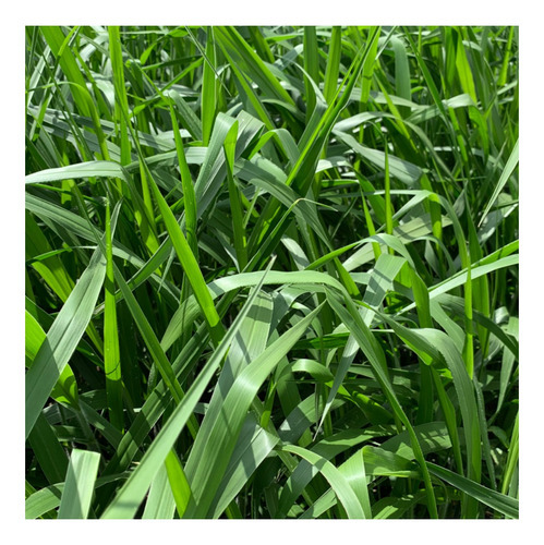 Brachiaria Piatã 1kg Sementes