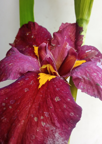 Neomarica Hermosa Floracion
