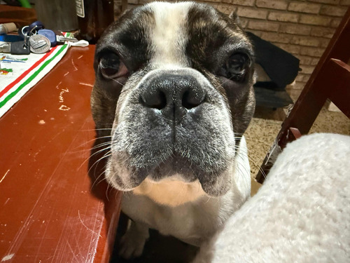Monta De Bulldog Francés