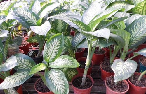 Dieffembachia Tropic Maceta 14