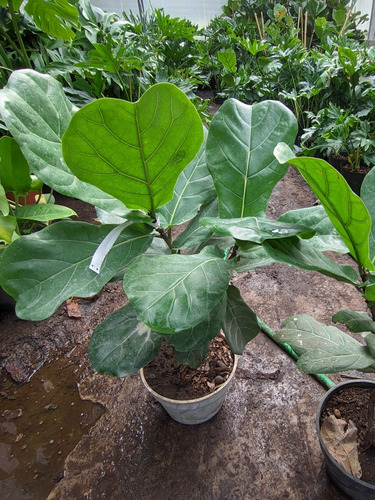 Ficus Pandurata - Lyrata - Maceta 24