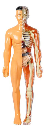 Modelo Educativo Anatómico Del Cuerpo Humano, Esqueleto,