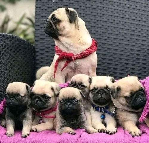 Cachorro Pekines 