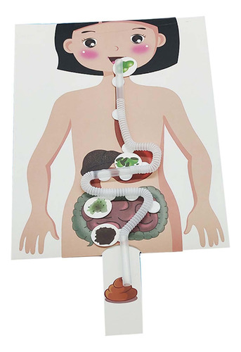 Sistema Digestivo Humano, Modelo Didáctico De