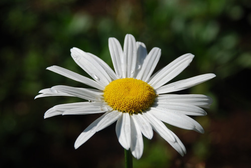 Sementes De Margarida Maior  Chrysanthemum Leucanthemum Flor