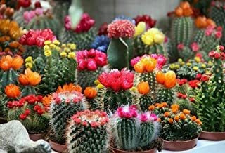 10+ Semillas De Cactus Para Interiores, Mezcla De Cactus Rar