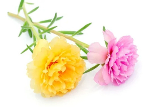 Semillas De Flores X 13 Sobres Dale Vida A La Primavera!!!