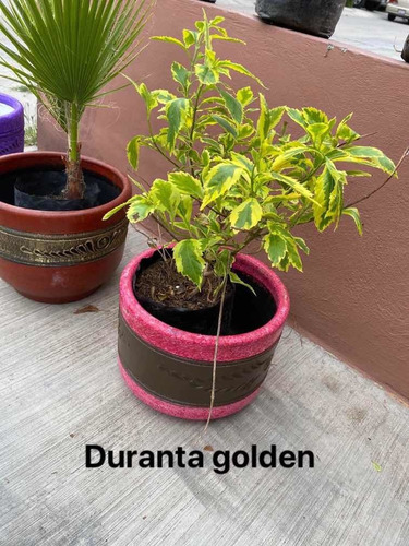 Imagen 6 de 12 de Maceteros Y Plantas Más De 30 Diferentes