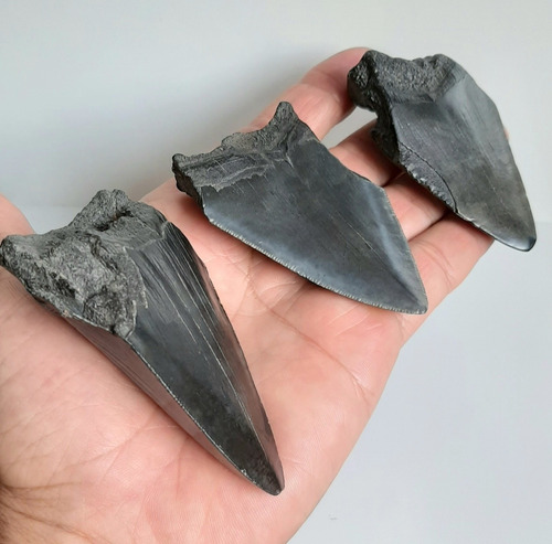 Dente Tubarão Megalodon O Gigante Dos Mares Lote C/ 03.