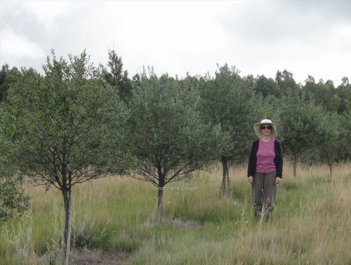 Venta Campo 60 Ha Con Olivos