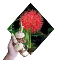 Comprar Bulbos De Alfiletero Scadoxus Haemanthus X 1 Bulbos-semillas