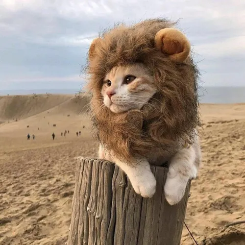 Divertida Peluca De Melena De León De Gato Lindo Con M