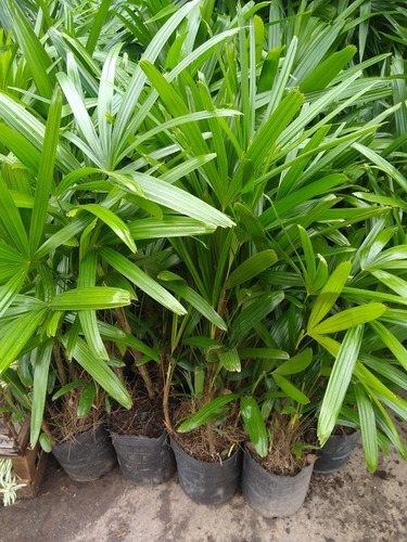 Raphis Excelsa - Planta Interior - Mediasombra - M 10 Lts
