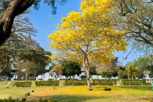 Jazigo Completo No Cemitério Parque Jaraguá Nobre Tradicional 6 Gavetas
