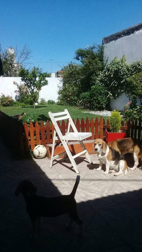 Guarderia Canina- Razas Chicas Sin Caniles Y Cupo Reducido