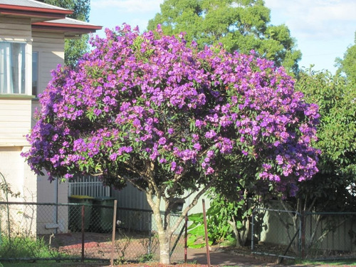 300 Sementes Quaresmeira Roxa Tibouchina Granulosa Árvore