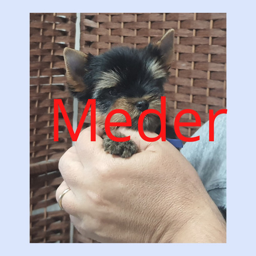 Imagen 5 de 5 de Yorkshire Terrier