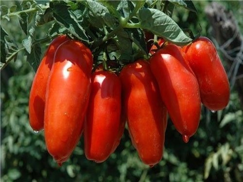 15 Semillas Tomate San Marzano Italia Autentico Nuevas