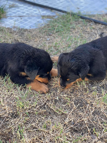 Imagen 3 de 5 de Cachorros Rottweiler
