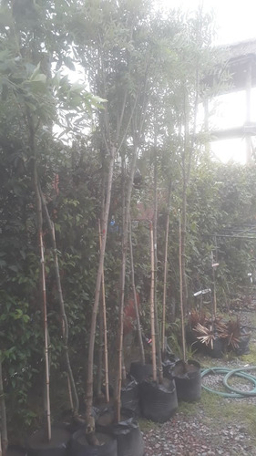 Imagen 4 de 10 de Fresno Dorado Arbol - Excelente - Vivero Hab X Senasa E/g