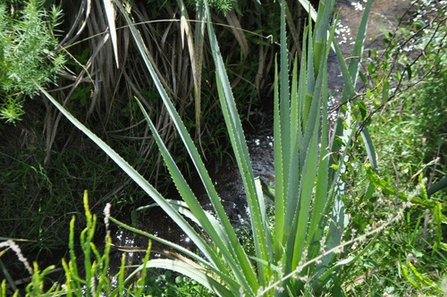 Venta De Chacras De 5 Has Se Ubicado En Garzon - Ref: 2962
