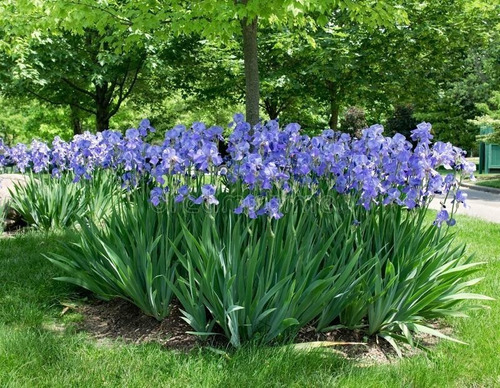 Planta Íris Flores Azuis - Íris Neomarica - De 50 A 70 Cm | Parcelamento  sem juros