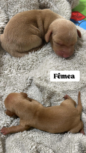 Vendo Filhotes De Dachshund