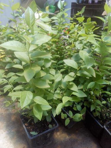 Imagen 2 de 2 de Plantas De Arándano Con Envío Paquetede5