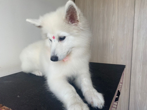 Cachorra Samoyedo 