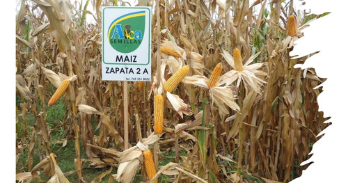Semilla De Maiz Hibrido Zapata Para Grano Amarillo 10kg
