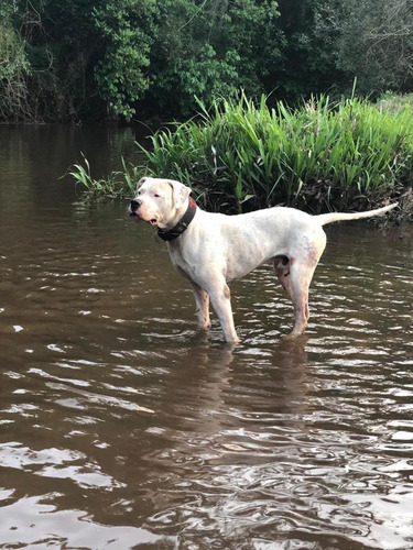 Dogo Argentino Padrao Cbkc