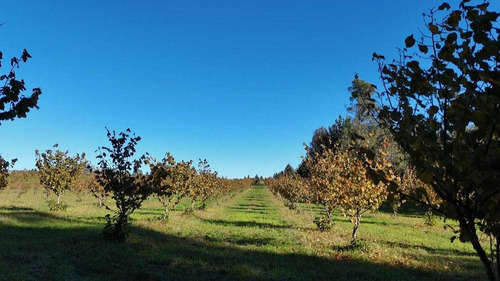Campo En Venta Inversionista Pitrufquen (104143)