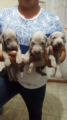 Weimaraner