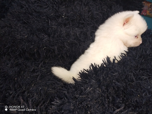 Hermosos Pomerania Lulu Blancos Ojos Azules