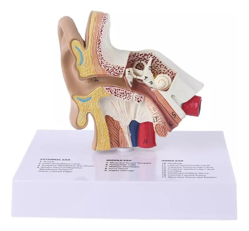 Ensino De Anatomia Científica Do Modelo De Ouvido Humano Tim