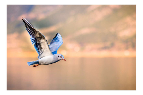 Vinilo 50x75cm Aves Hermosa Volando En El Atardecer Mar