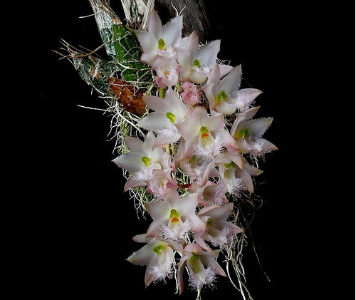 Orquídea Clowesia Rosea