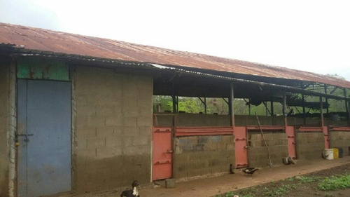 Imagen 3 de 14 de Finca En Venta En San Jose De Guaribe