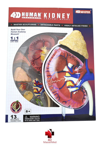 Modelo Do Corpo Humano - Rim / Sistema Renal - 4d Mastermed