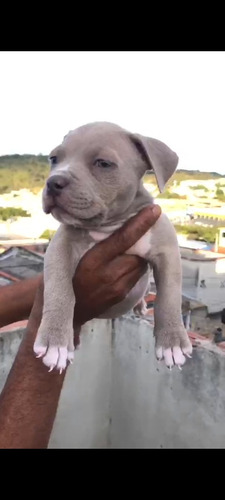 Vendo Filhotes De Pit Monster