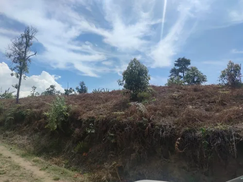 Vendo Finca De 45 Hectares O 71 Cuadras Sembradas En Aguacate Hass En Genova Quindio