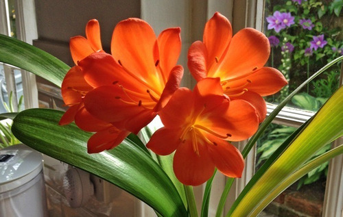 Imagen 3 de 5 de Clivia 3lts
