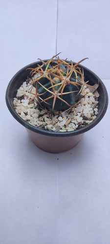 Ferocactus Latispinus Variacion Flavispinus